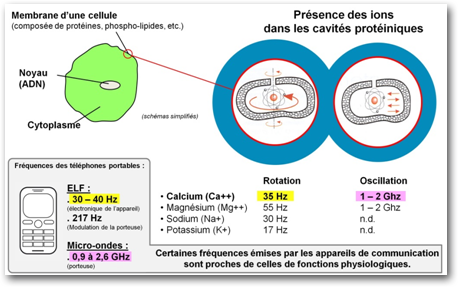 Présence des ions dans les cavités protéiniques